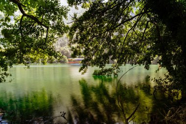 Gündüz vakti yeşil ormandaki göl