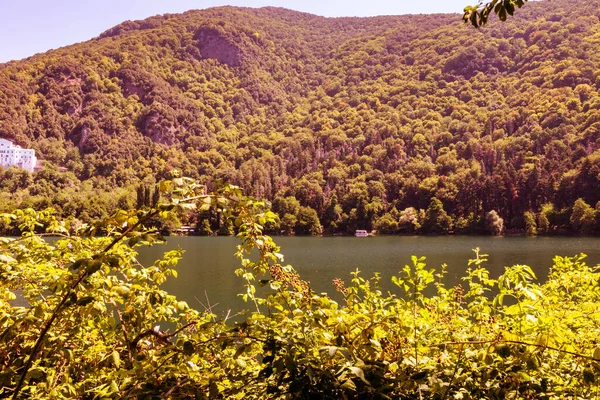 Lac Dans Forêt Verte Pendant Journée Photos De Stock Libres De Droits