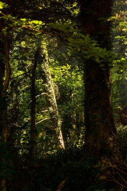 Yeşil orman, doğa geçmişi