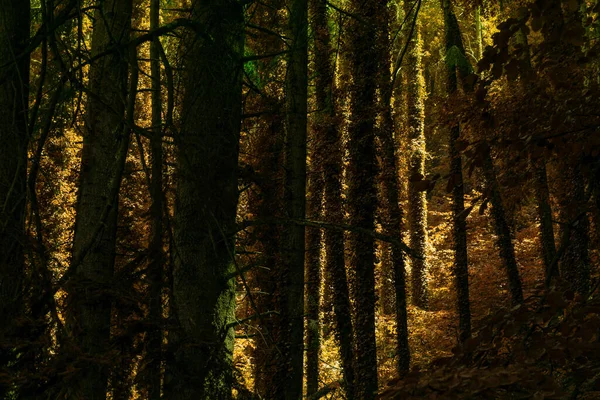 Zelený Les Přírodní Zázemí — Stock fotografie