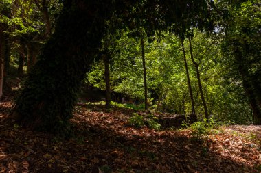 Yeşil orman, doğa geçmişi