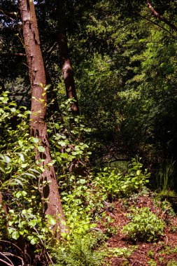 Gündüz yeşil orman, doğa geçmişi