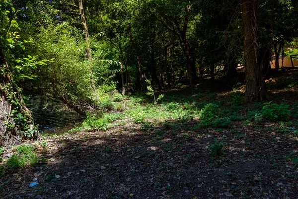 Green Forest Daytime Nature Background — Stock Photo, Image