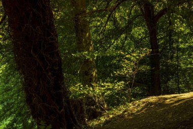 Yeşil orman, doğa geçmişi