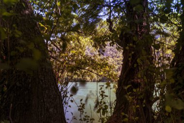 Gündüz vakti yeşil ormandaki göl