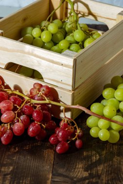 Taze toplanmış taze İtalyan beyaz üzümü ve pembe üzüm