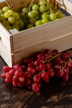 Taze toplanmış taze İtalyan beyaz üzümü ve pembe üzüm