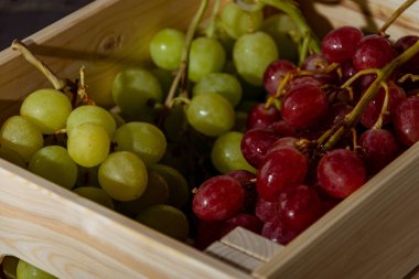Taze toplanmış taze İtalyan beyaz üzümü ve pembe üzüm