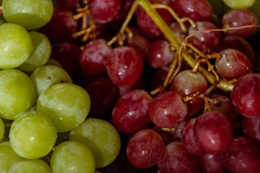 Taze toplanmış taze İtalyan beyaz üzümü ve pembe üzüm