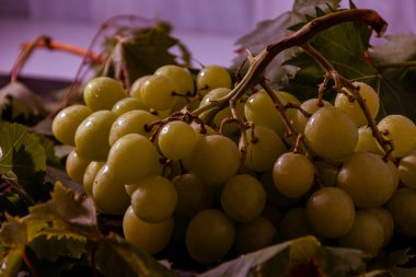 Taze toplanmış taze İtalyan beyaz üzümü ve pembe üzüm 