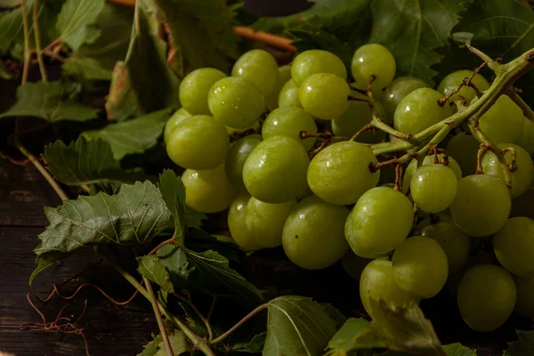 Frisch Geerntete Italienische Weiße Und Rosa Trauben — Stockfoto
