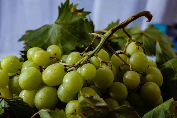 Vers Geoogste Verse Italiaanse Witte Druiven Roze Druiven — Stockfoto