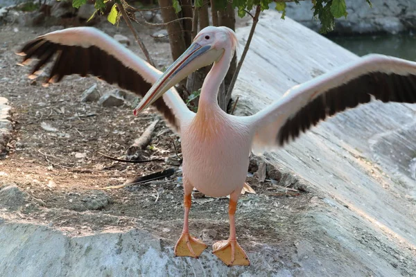 Büyük beyaz ya da doğu beyaz pelikanı