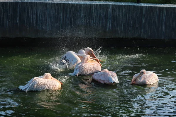 Wielki biały lub wschodni biały pelikan — Zdjęcie stockowe