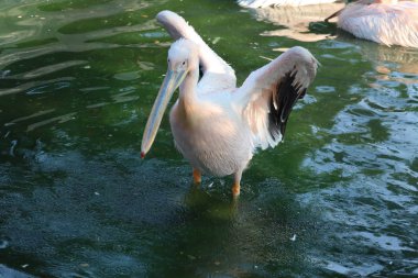 Büyük beyaz ya da doğu beyaz pelikanı