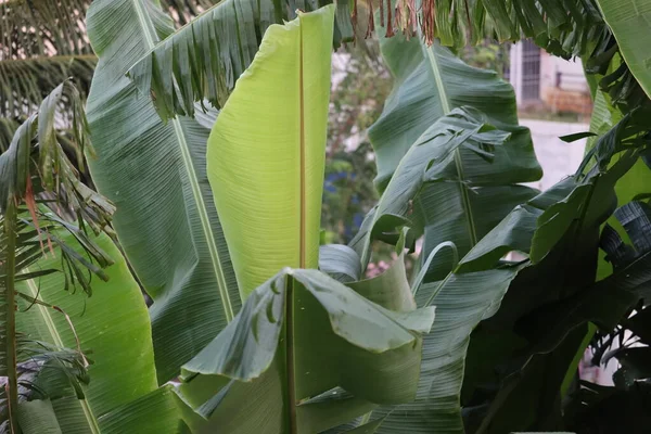 Textura de la hoja de plátano tropical en el jardín, hoja verde abstracta, follaje de palma grande naturaleza fondo verde oscuro - Imagen —  Fotos de Stock