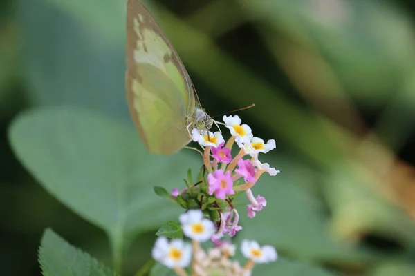 Lantana camara 꽃에 작은 흰색 또는 배 rapae 나비 — 스톡 사진