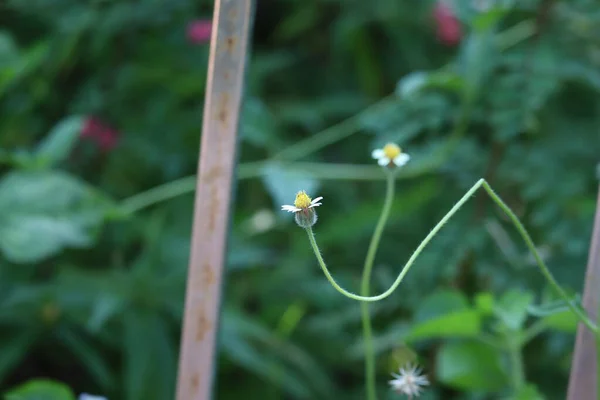 Маленький желтый цветок с белой долей вокруг травы — стоковое фото
