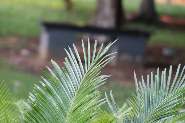 Fundos de folha verde.Folhas de Samambaia em Natural. Ornamento de fábricas verdes. Fundo verde. Samambaia, arbusto . — Fotografia de Stock