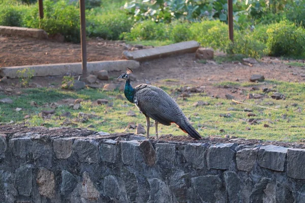 Pfau sitzt auf dem Zaun — Stockfoto