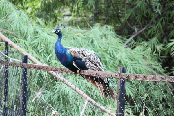 Pavo real sentado en la valla — Foto de Stock