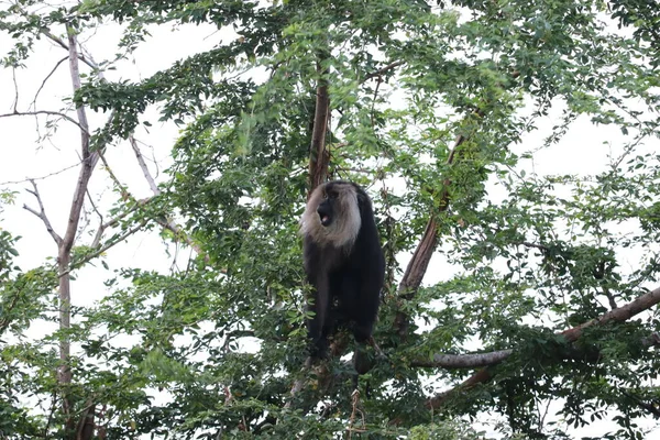 Retrato de Macaco de cola de león, Macaca silenus. Mono gracioso, cara a cara. Fondo verde claro . —  Fotos de Stock