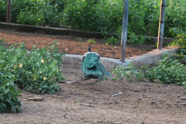 Ormanın kraliyet güzelliği. Tavuskuşu. Tavuskuşu ya da uçarı tüylü erkek Peacock. Göz kapağı tüylü güzel bir tavus kuşu. Yaban tavus kuşu yeşil çimlerde yürüyor