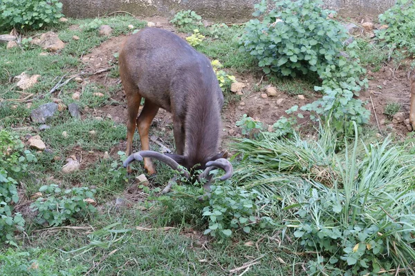 Gros plan d'une jolie jeune femelle Impala.Impala (Aepyceros Melampus) broutant — Photo