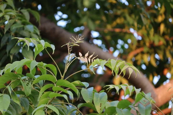 Azadirachta indica - Neem ağacı yapraklarının bir dalı. Doğal İlaç. Neem Ağacı 'nda taze yeşil yapraklar Margosa / Azadirachta Indica, tarımsal çiftlikte açık havada.