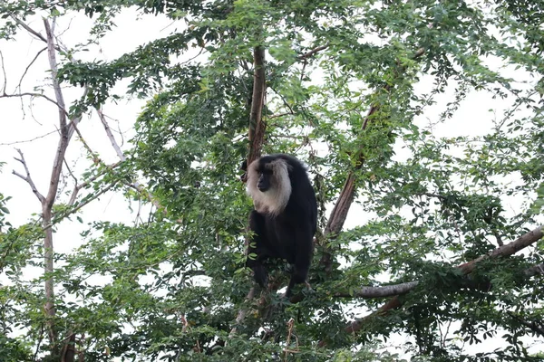 Портрет львиного хвостового макака, Macaca silenus. Смешная обезьянка, лицом к лицу. Чистый зеленый фон . — стоковое фото