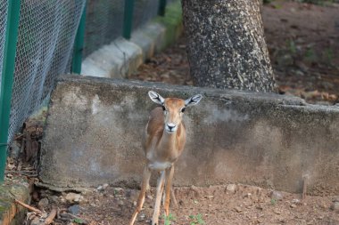 Genç ve güzel bir dişinin Impala.deer (Aepyceros Melampus) otlamasına yakın çekim