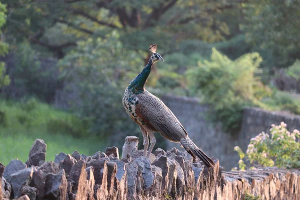 Die königliche Schönheit des Dschungels. Pfauenvogel. Pfauen oder Pfauenaugen mit extravagantem Gefieder. Schöner Pfau mit auffälligen Schwanzfedern. Wilder Pfau auf grünem Gras — Stockfoto