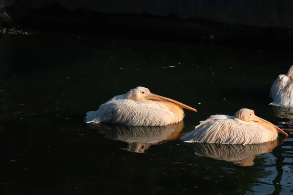 Gran pelícano blanco u oriental, pelícano rosado o pelícano blanco es un ave de la familia pelícano. Se reproduce desde el sudeste de Europa a través de Asia y en África en pantanos y lagos poco profundos. — Foto de Stock