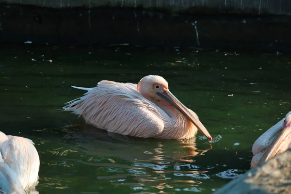 Großer weißer oder östlicher weißer Pelikan, rosafarbener Pelikan oder weißer Pelikan ist ein Vogel in der Pelikanfamilie. Er brütet von Südosteuropa über Asien und Afrika in Sümpfen und flachen Seen. — Stockfoto