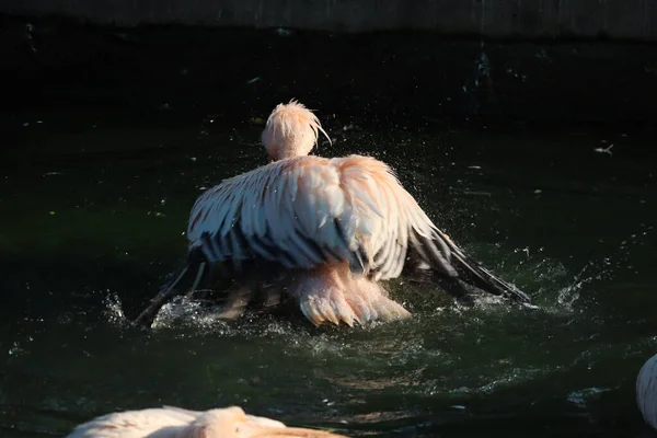 White pelican, Pelecanus onocrotalus, in Lake Kerkini, Greece. Pelicans on blue water surface. Wildlife scene from Europe nature. Bird mountain background. Birds with long orange bills — Stock Photo, Image