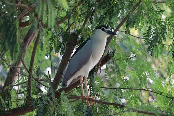 Un pájaro gris y blanco y azul, Garza Nocturna (Taiwán), de pie sobre una rama, un pájaro en las hojas verdes - Imagen —  Fotos de Stock