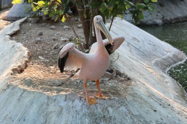 Büyük beyaz pelikan (Pelecanus onocrotalus) namı diğer doğu beyaz pelikan, pembe pelikan veya beyaz pelikan