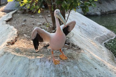 Büyük beyaz pelikan (Pelecanus onocrotalus) namı diğer doğu beyaz pelikan, pembe pelikan veya beyaz pelikan