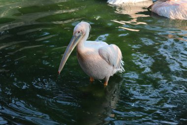 Büyük beyaz ya da doğu beyaz pelikan, pelikan veya beyaz pelikan, pelikan familyasından bir kuş türü. Güneydoğu Avrupa 'dan Asya' ya ve Afrika 'da bataklıklar ve sığ göllerde ürer.