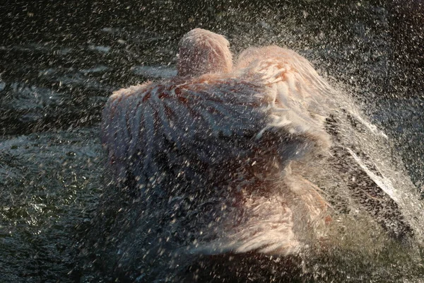 Beyaz pelikan, Pelecanus onocrotalus, Kerkini Gölü, Yunanistan. Mavi su yüzeyinde pelikanlar. Avrupa doğa Wildlife sahnesi. Kuş Dağı arka planı. Uzun Turuncu faturaları ile kuşlar