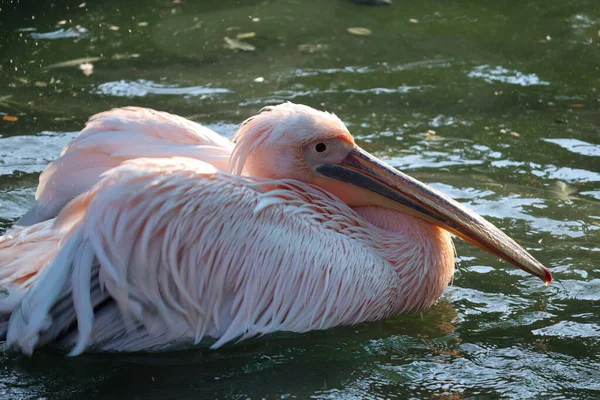 Beyaz pelikan, Pelecanus onocrotalus, Kerkini Gölü, Yunanistan. Mavi su yüzeyinde pelikanlar. Avrupa doğa Wildlife sahnesi. Kuş Dağı arka planı. Uzun Turuncu faturaları ile kuşlar