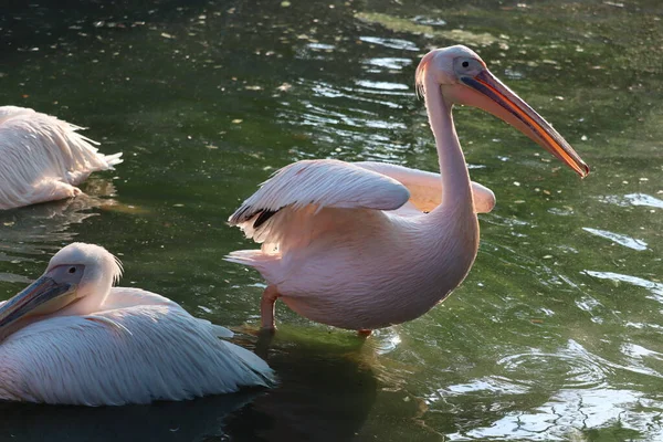 O grande pelicano branco (Pelecanus onocrotalus) aka o pelicano branco oriental, pelicano rosado ou pelicano branco — Fotografia de Stock