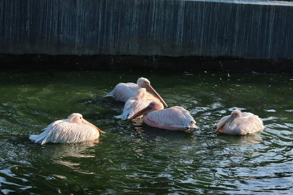 大白鹈鹕（Pelecanus onocrotalus）又名东部白鹈鹕、玫瑰色鹈鹕或白鹈鹕 — 图库照片