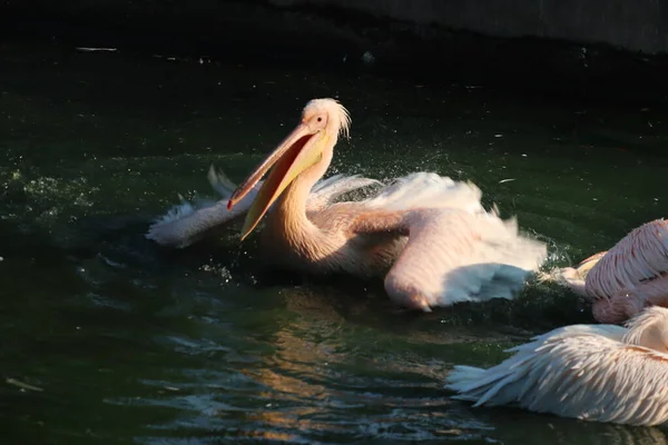Großer weißer oder östlicher weißer Pelikan, rosafarbener Pelikan oder weißer Pelikan ist ein Vogel in der Pelikanfamilie. Er brütet von Südosteuropa über Asien und Afrika in Sümpfen und flachen Seen. — Stockfoto