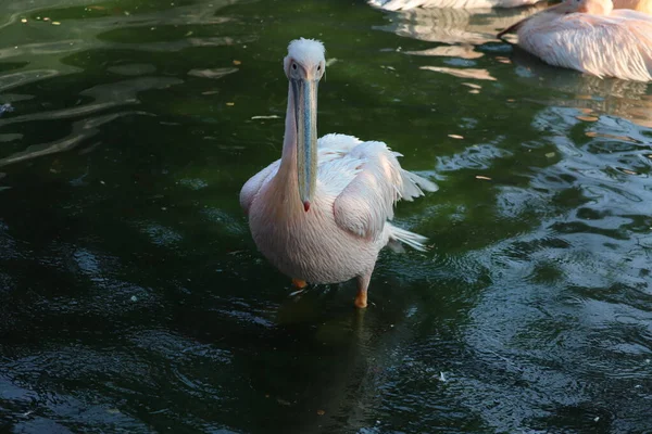 Großer weißer oder östlicher weißer Pelikan, rosafarbener Pelikan oder weißer Pelikan ist ein Vogel in der Pelikanfamilie. Er brütet von Südosteuropa über Asien und Afrika in Sümpfen und flachen Seen. — Stockfoto