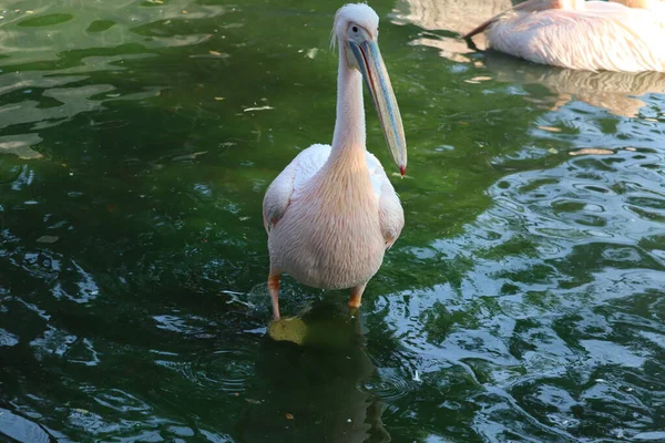 Grande pelicano branco ou branco oriental, pelicano rosado ou pelicano branco é um pássaro da família pelicana.Ele se reproduz do sudeste da Europa através da Ásia e na África em pântanos e lagos rasos. — Fotografia de Stock
