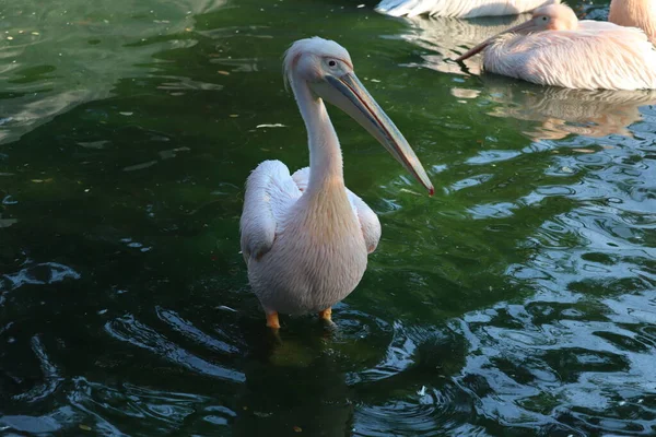 Grande pelicano branco ou branco oriental, pelicano rosado ou pelicano branco é um pássaro da família pelicana.Ele se reproduz do sudeste da Europa através da Ásia e na África em pântanos e lagos rasos. — Fotografia de Stock