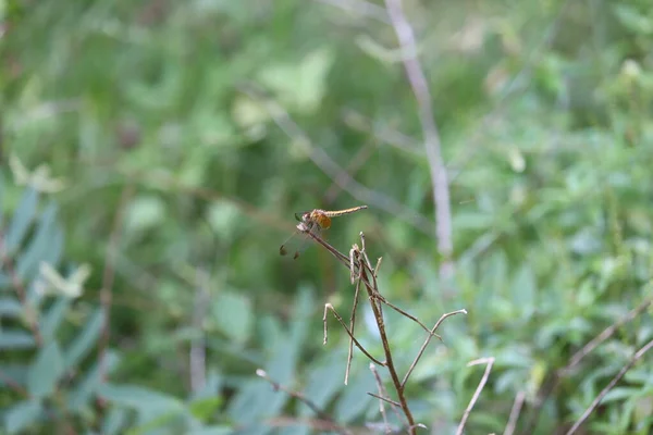 Libélula sentada en un arbusto. Libélula de cerca la naturaleza de insectos - Imagen —  Fotos de Stock