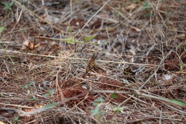 Yeşil yapraklı kelebek. Lantana Camara çiçeklerindeki küçük beyaz ya da piercing rapae kelebeği.