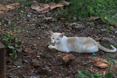 Cat on street.Cat sitting on the mound soil and looking.